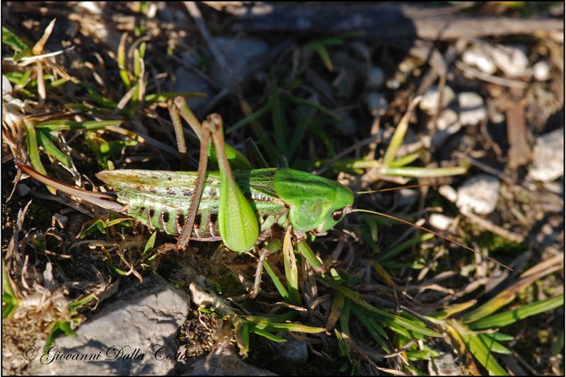 Decticus verrucivorus